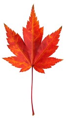 Single red and orange autumn maple leaf isolated on white (1)