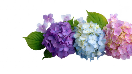 Colorful Hydrangea Floral Blossoms Natural Decoration Frame Border PNG on Transparent PNG