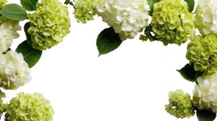Colorful Hydrangea Floral Blossoms Natural Decoration Frame Border PNG on Transparent PNG