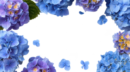 Colorful Hydrangea Floral Blossoms Natural Decoration Frame Border PNG on Transparent PNG