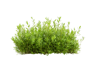 beach sand with an empty space in the middle