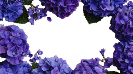 Colorful Hydrangea Floral Blossoms Natural Decoration Frame Border PNG on Transparent PNG