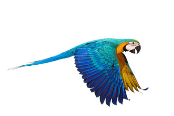 Colorful flying Blue and Gold Macaw parrot isolated on transparent background png file	