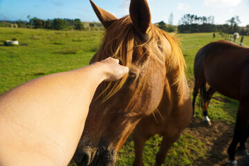 Hand stroking the head of a horse on a farm.