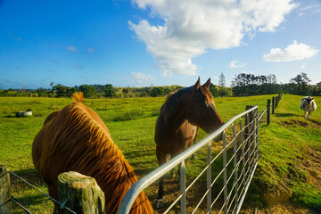 Big horse on a farm in New Zealand.