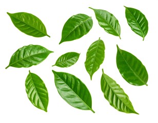 Naklejka premium Scattered vibrant green leaves on a stark white background