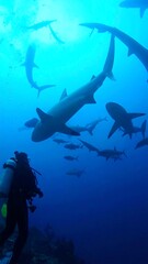 Fototapeta premium Underwater scuba diver encountering sharks