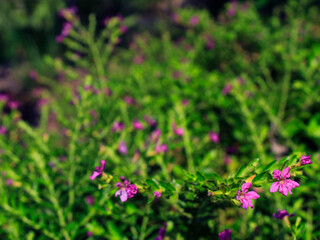Obraz premium pink flowers in the garden
