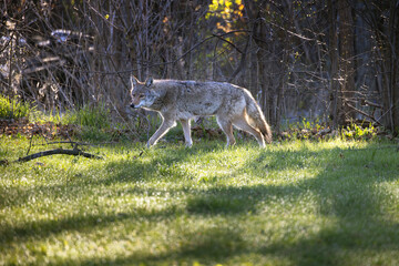 Side view of North American coyote Canis latrans walking through wet dew covered grass in early morning light in a suburban neighborhood in southern Ontario Canada