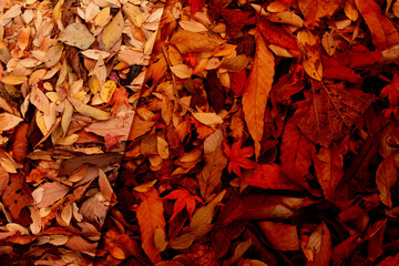 いろいろな落ち葉と、２枚の紙