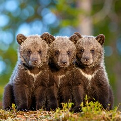 Obraz premium Three adorable bear cubs in a row