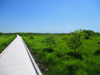 Kushiro Shitsugen National Park, Hokkaido, Japan - Diorama Effect
