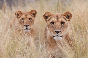 Naklejka premium Lions Stalking. Two Majestic African Lions on a Safari in Botswana