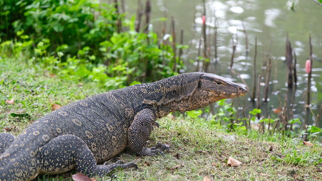 Varanus salvator, commonly known as the water monitor, the largest lizard in the world.
