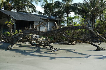 Fallen Dry Branchy Tree on Ocean Shore with Shadow