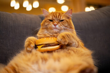 Fluffy orange tabby cat holding a hamburger with a happy expression
