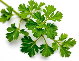 Fototapeta premium Fresh Green Parsley White Background