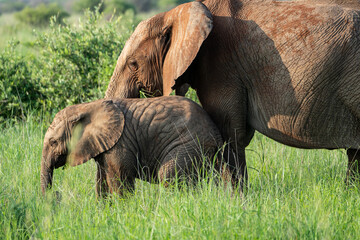 Herd of elephants with cute young calves spotted on safari in Pilanesberg National Park, South...