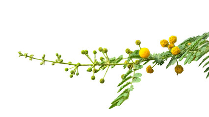 Thorn or Karoo Acacia (Vachellia karroo) Flowering Branch PNG – Botanical Element for Nature, Ecology, and Floral Designs