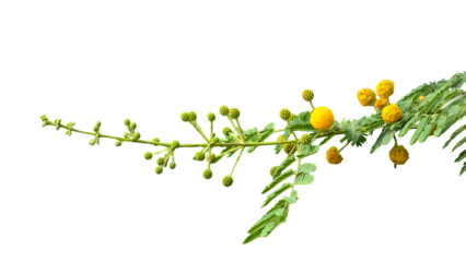 Thorn or Karoo Acacia (Vachellia karroo) Flowering Branch PNG – Botanical Element for Nature, Ecology, and Floral Designs