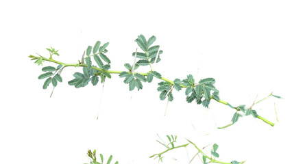 Thorn or Karoo Acacia (Vachellia karroo) Flowering Branch PNG – Botanical Element for Nature, Ecology, and Floral Designs