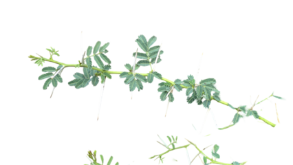 Thorn or Karoo Acacia (Vachellia karroo) Flowering Branch PNG – Botanical Element for Nature, Ecology, and Floral Designs