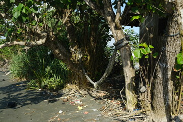 Thick Old Ship Rope Loosely Stretched Between Two Trees Like a Hammock