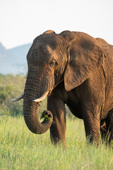 Beautiful elephant portraits on a green, lush meadow with a soft background on a safari in Pilanesberg National Park. Symbolic travel photo for safaris in South Africa.