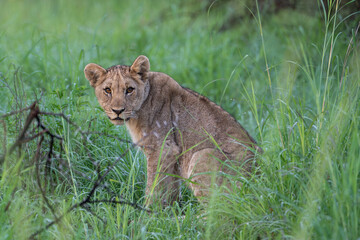 A young lion gazes sweetly into the camera. Photo taken on a safari in Pilanesberg National Park, South Africa.