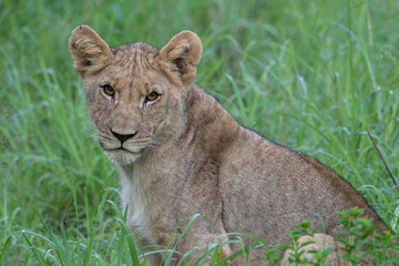 A young lion gazes sweetly into the camera. Photo taken on a safari in Pilanesberg National Park, South Africa.