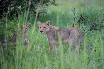 A young lion gazes sweetly into the camera. Photo taken on a safari in Pilanesberg National Park, South Africa.