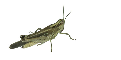 Grasshopper (Caelifera) PNG – Detailed Insect Element for Wildlife, Nature, and Entomology Designs