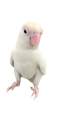 Rosy-Faced Lovebird (Agapornis roseicollis) PNG – Colorful Parrot Element for Wildlife, Pet, and Ornithology Designs