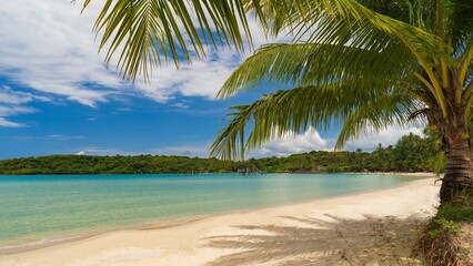 palm trees on the beach