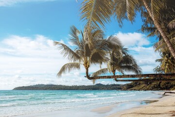 tropical beach with palm trees