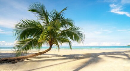 palm tree on the beach