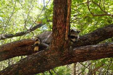 raccoon on the tree