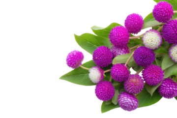 Close-up of vibrant purple and white globe amaranth blossoms, lush green leaves, arranged in a bouquet