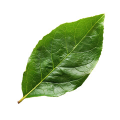 and keyword list based on the image.. Single green leaf isolated on black background showcases natural beauty.