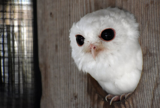 One of a Kind Luna, the leucistic screech owl ambassador at Punta Gorda's Peace River Wildlife Center & Refuge in Florida. Perched inside his wood house, eyes wide open, feet over the edge of the hole