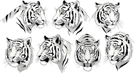 Black and white tiger head illustrations showing various angles and expressions. Detailed sketch style artwork.