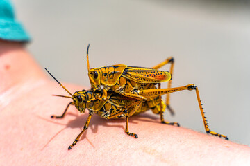 Eastern Lubber Grasshoppers in Reproductive Phase on Human Hand, Florida