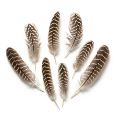 Collection of brown and white bird feathers scattered on an isolated transparent background.