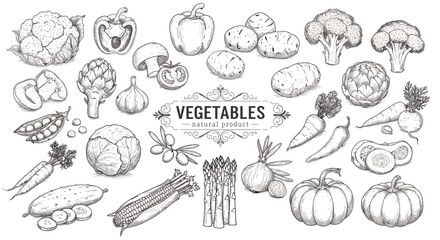 Detailed vector illustration showcasing various hand-drawn vegetables, perfect for culinary designs, educational materials, and organic food-related projects, presented in a classic black and white