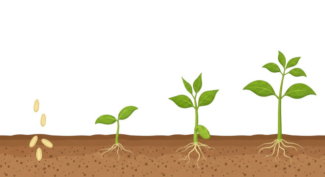 Plant growth stages from seed to seedling with roots and leaves in soil, isolated on transparent background