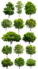 Various trees isolated on white background