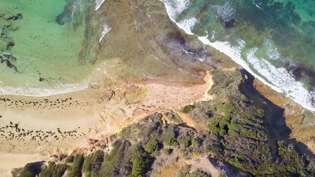 High-altitude view of the Great Ocean Road in Victoria, Australia, displaying dramatic rocky shoreline, powerful waves, and surrounding forest - DLOG Flat File 4K