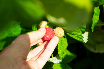 A hand is carefully picking ripe and juicy raspberries among vibrant green leaves in a sunlit garden setting