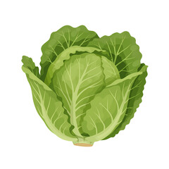 Obraz premium Fresh Green Lettuce Head with Crisp Leaves on White Background for Healthy Food and Cooking