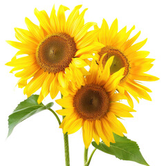 Obraz premium Three vibrant sunflowers in close proximity, showcasing bright yellow petals and dark brown centers. Green leaves add a touch of nature